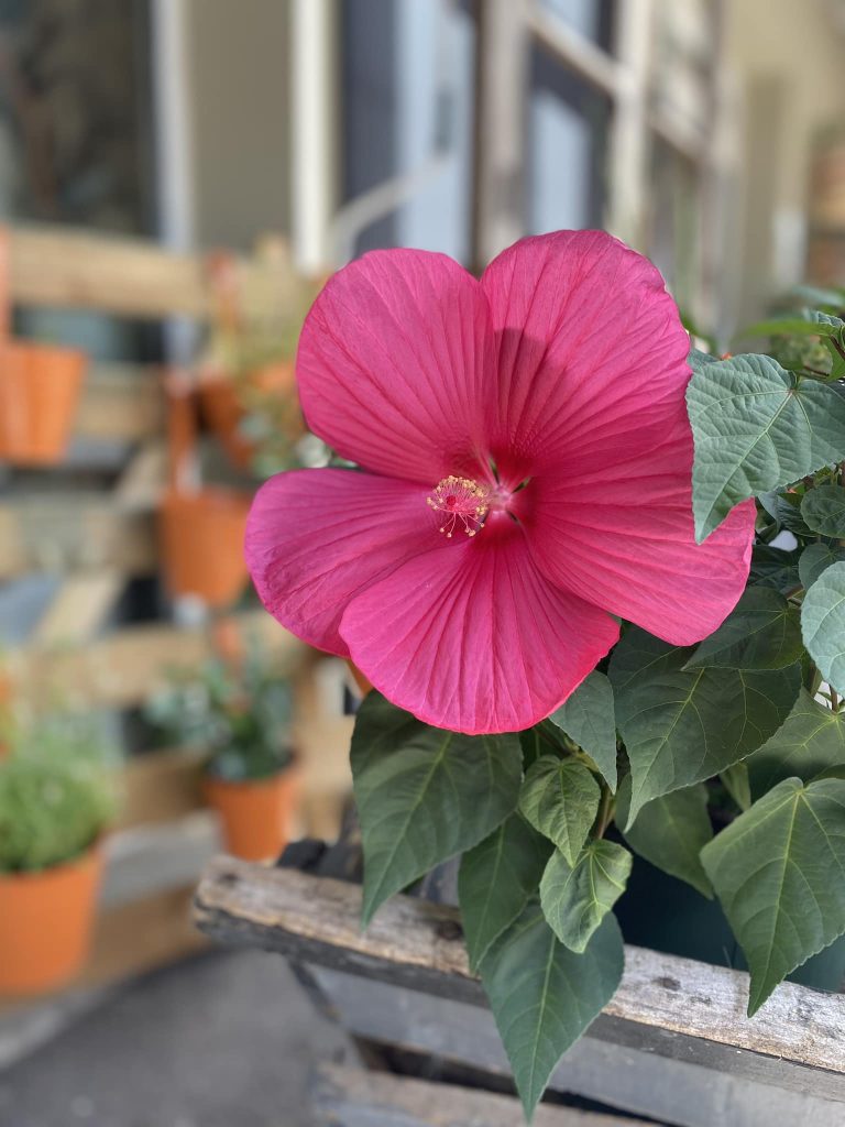 Zoom sur une fleur rose fuchsia