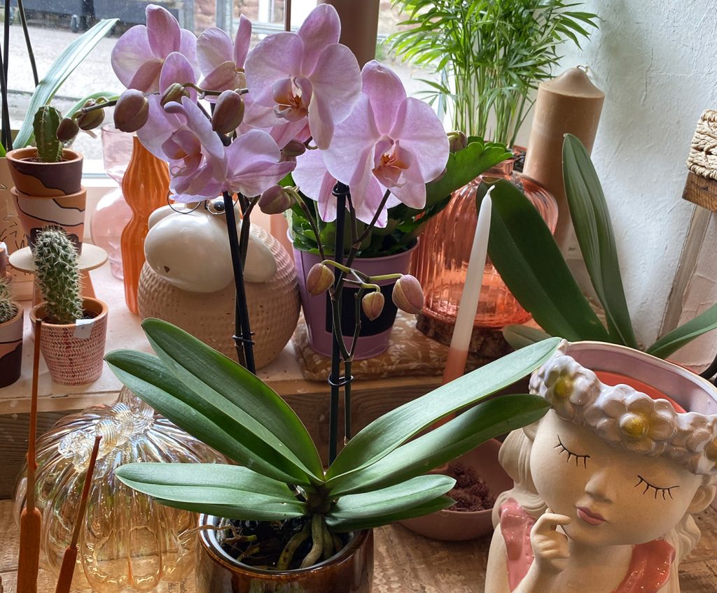 Une orchidée rose se trouvant dans la boutique, entourée d'autres plantes et vases décoratifs. Découvrez nos conseils de fleuriste pour l'entretenir