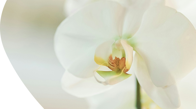 Photo zoomée d'une fleur d'orchidée blanche
