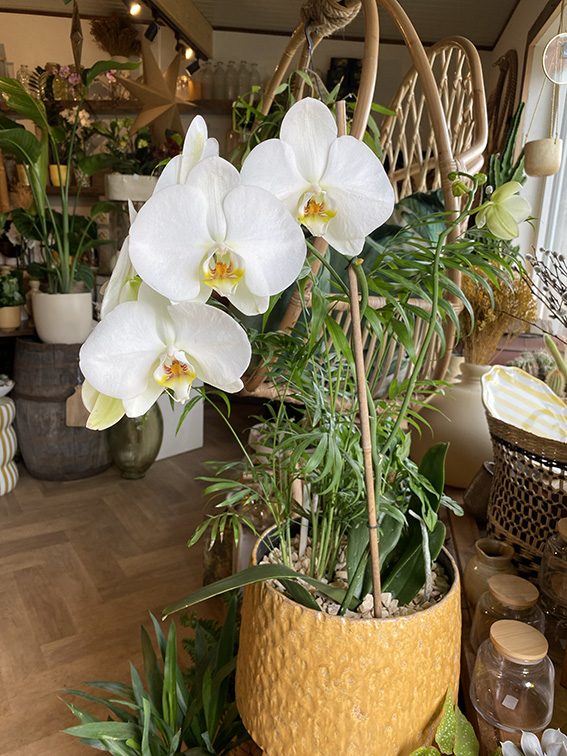 Une belle orchidée blanche dans un pot de couleur jaune moutarde