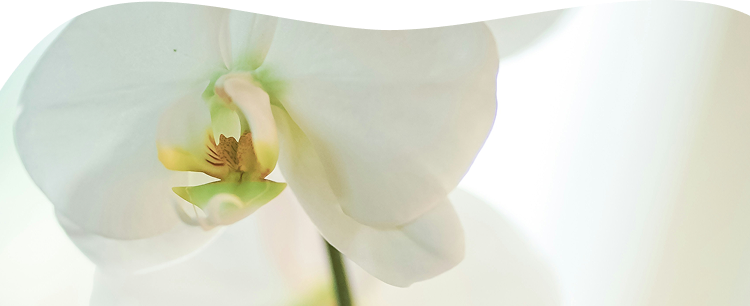 Photo zoomée d'une fleur d'orchidée blanche.