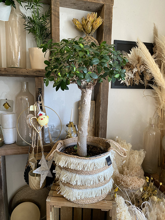 Ficus en pot tressé à franges crème, entouré de décoration artisanale et de fleurs séchées dans un coin de la boutique