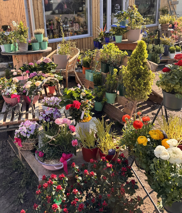 Étalage de fleurs et de plantes à l'extérieur de la boutique