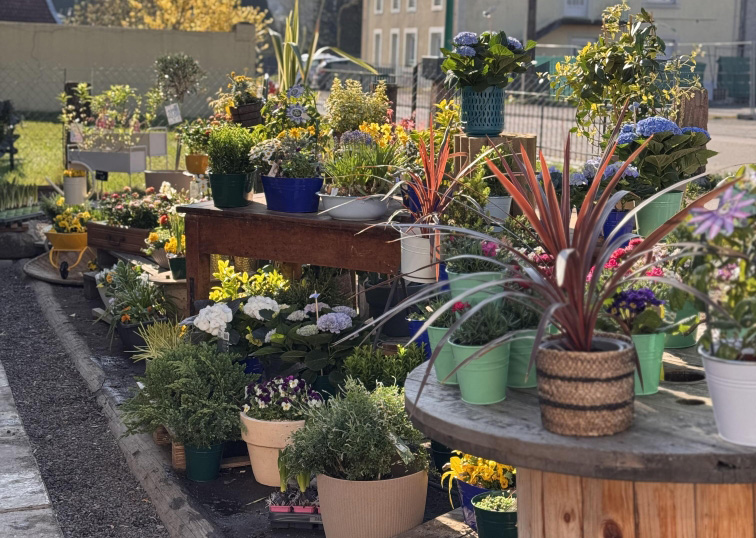 Photo de l'étalage extérieur de plantes et fleurs devant la boutique