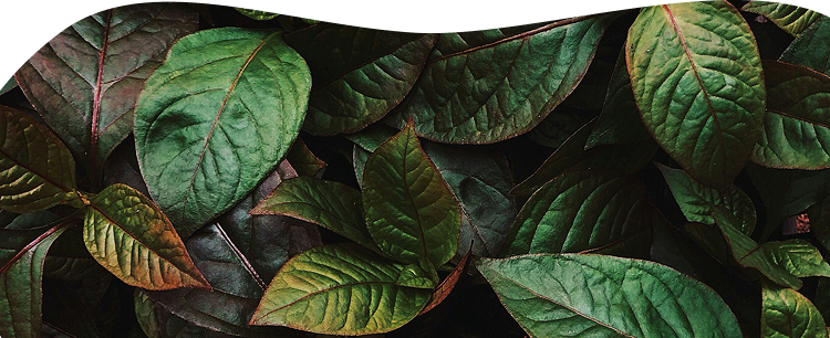 Zoom sur des feuilles de plante verte