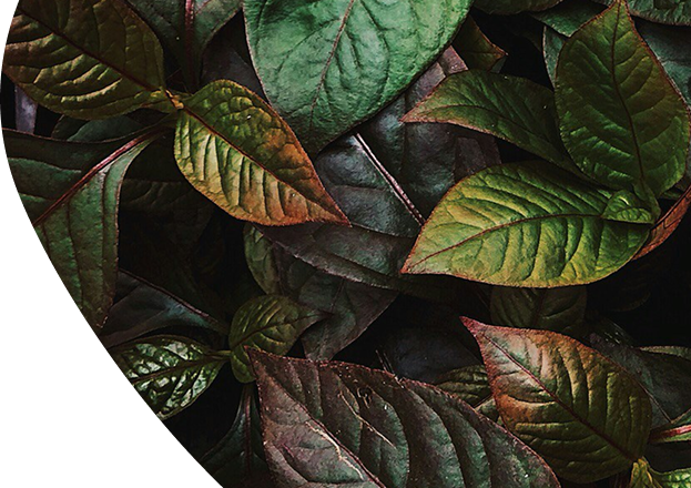 Zoom sur des feuilles de plante verte