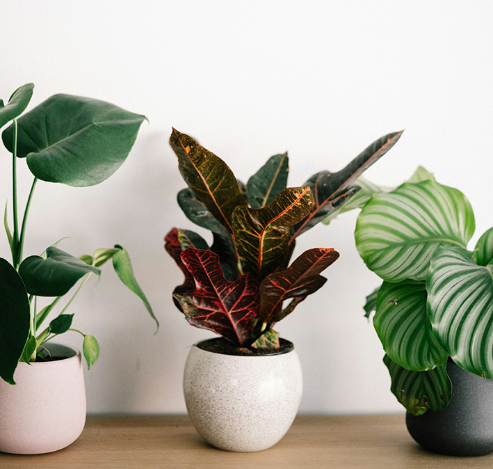 Trois petits pots de plantes vertes posés sur une table en bois
