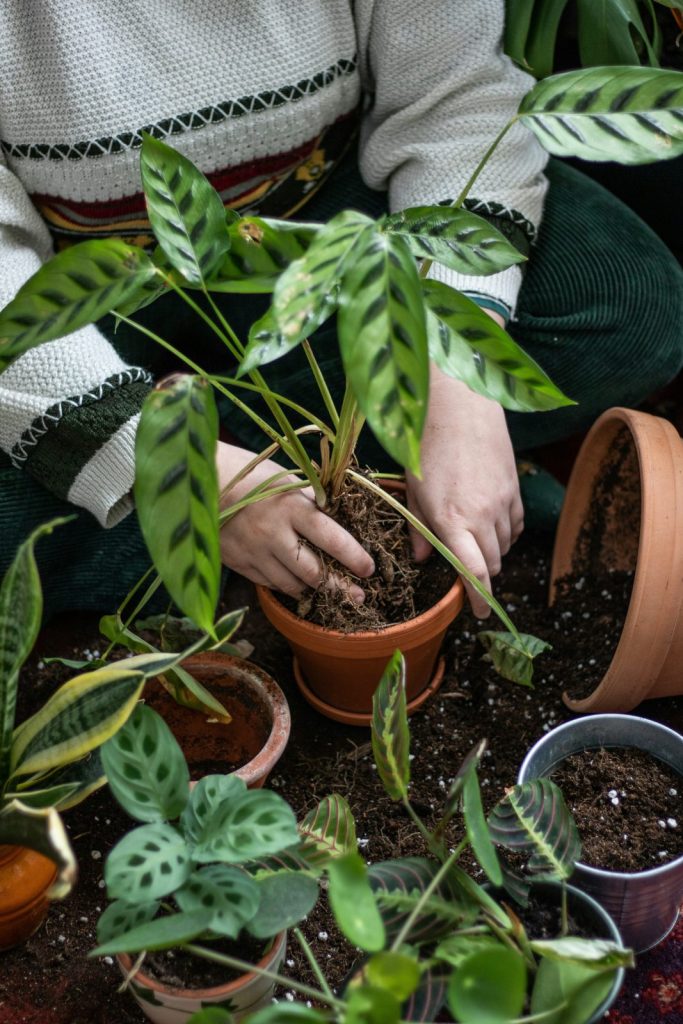 Rempotage d'une plante verte dans un pot en terre cuite, mains en train de manipuler les racines