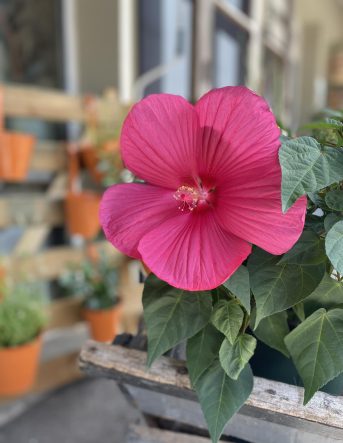 Zoom sur une fleur rose fuchsia
