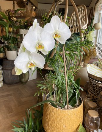 Une belle orchidée blanche dans un pot de couleur jaune moutarde