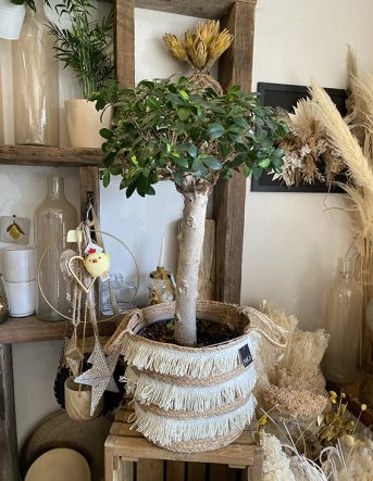 Ficus en pot tressé à franges crème, entouré de décoration artisanale et de fleurs séchées dans un coin de la boutique