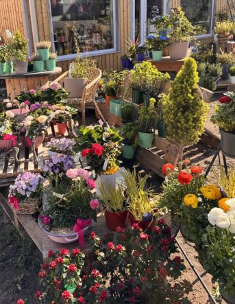 Étalage de fleurs et de plantes à l'extérieur de la boutique
